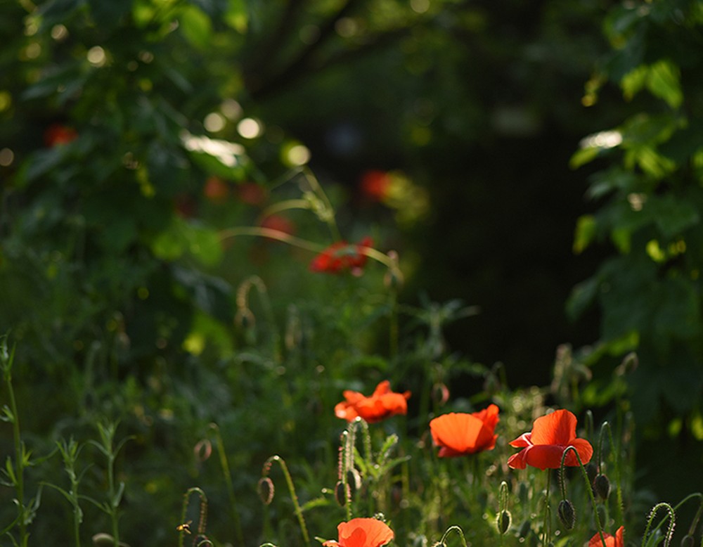 Marienfeld, Garten Leonhard Sieweke