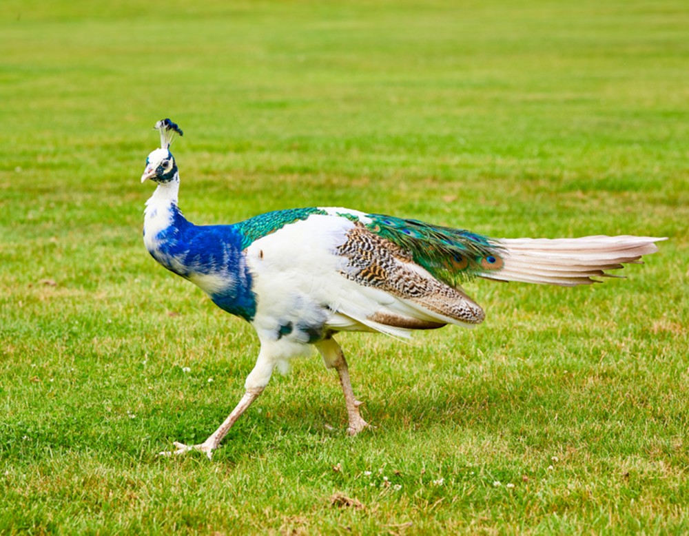 Ascheberg Schloss Westerwinkel Pfau