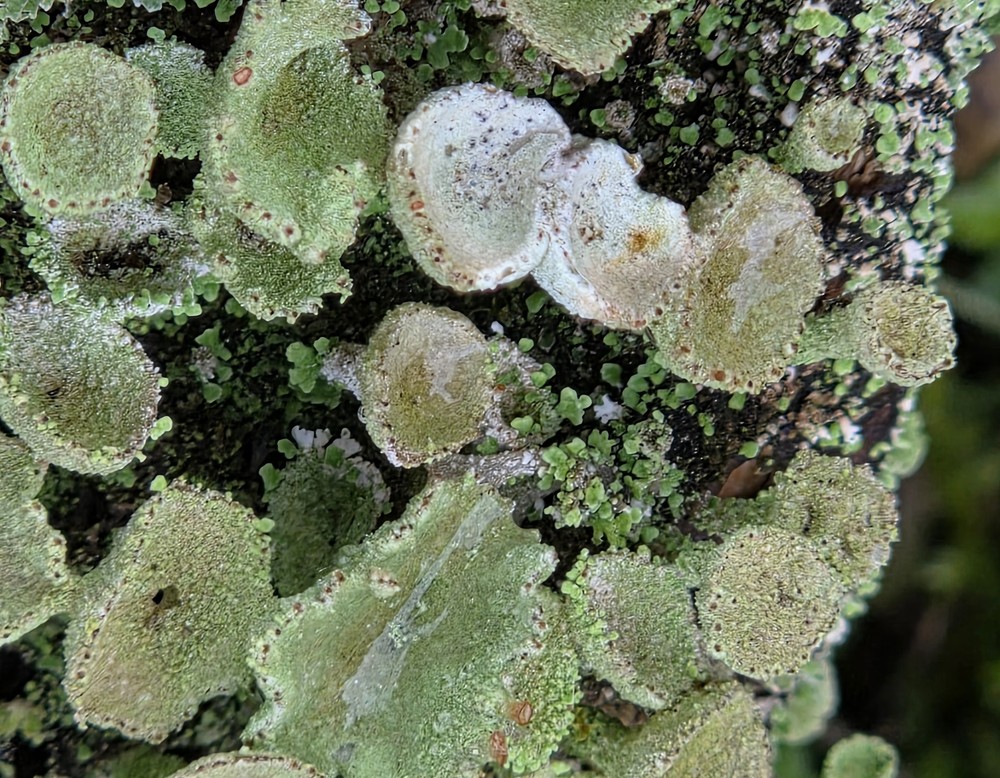 Dortmund, Naturnahes Gärtern im Kleingarten
