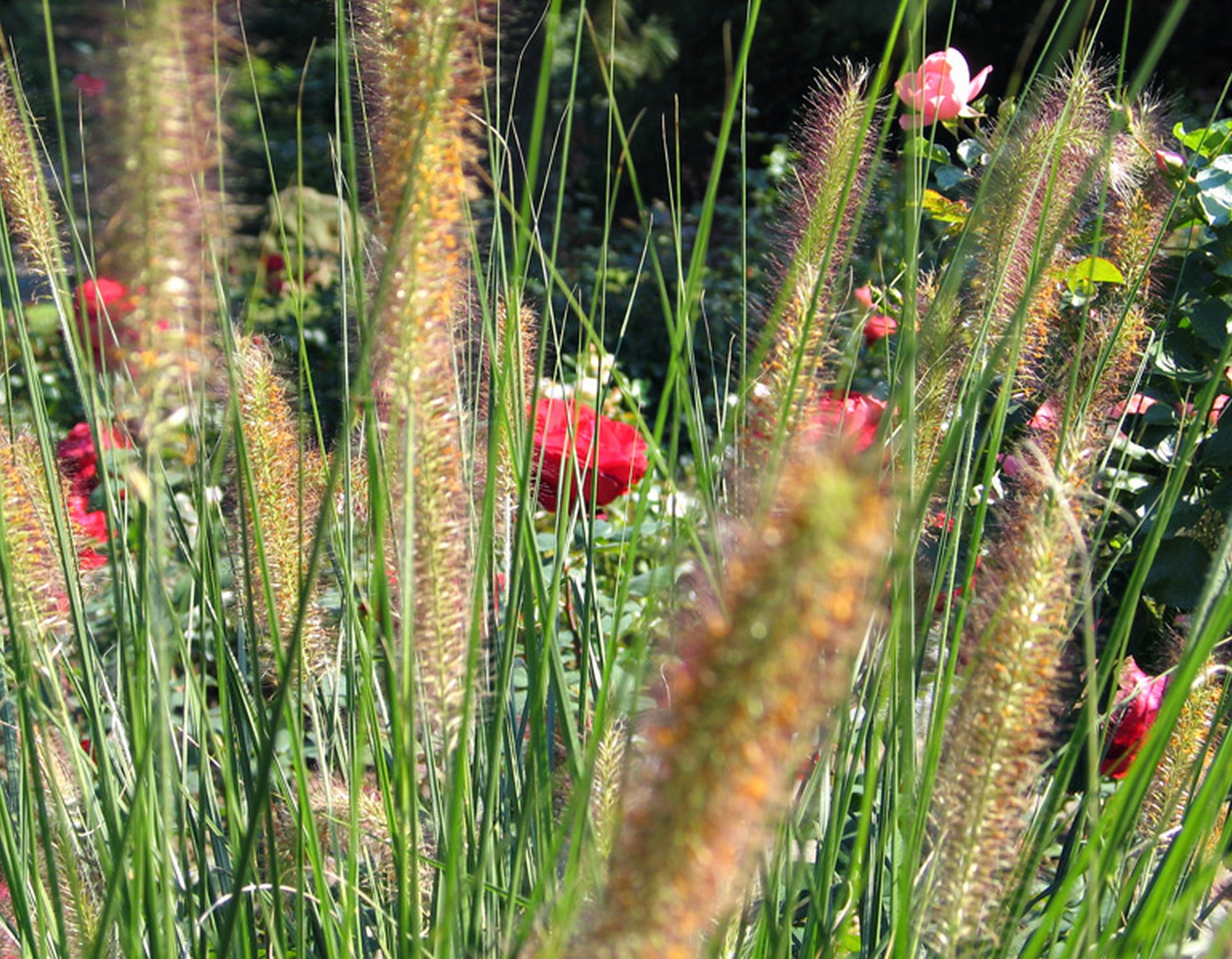 Einige Gräser in Großaufnahme. Im Hintergrund erkennt man einige rote und rosa Rosen.