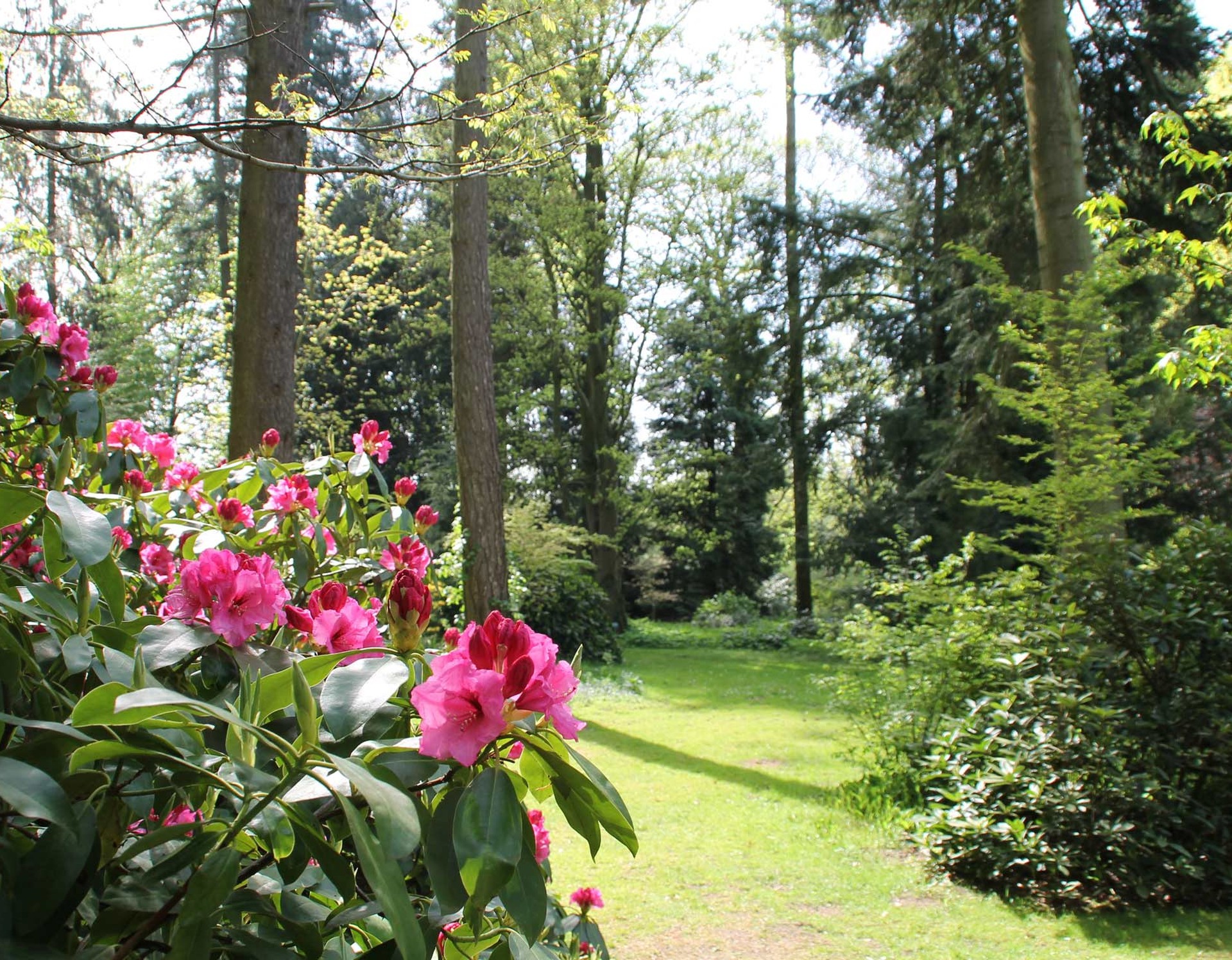 Ein Blütenstrauch im Garten Loismann, der von zahlreichen Bäumen umgeben ist.