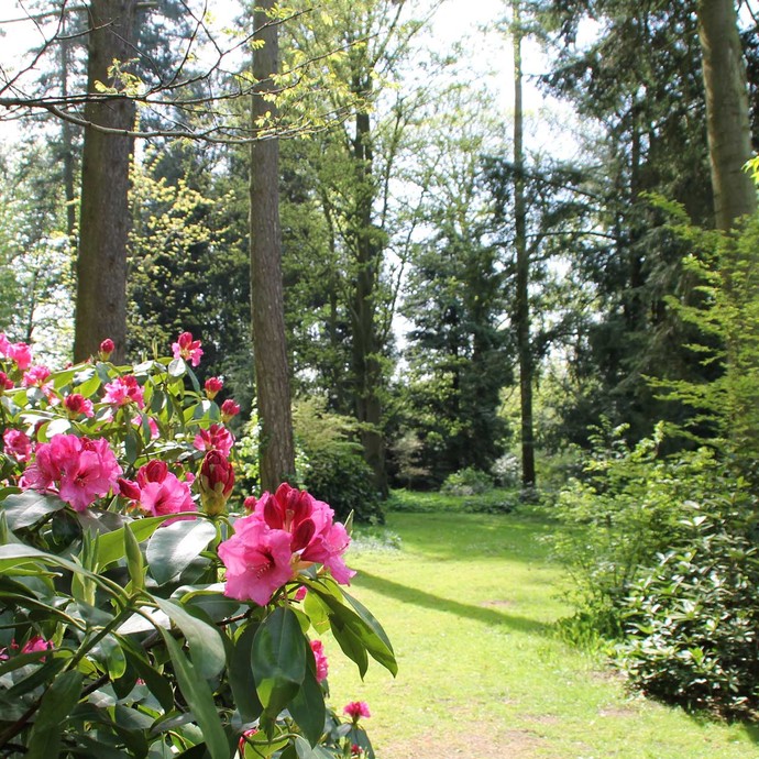 Ein Blütenstrauch im Garten Loismann, der von zahlreichen Bäumen umgeben ist. (öffnet vergrößerte Bildansicht)