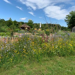 Münster, Nabu Haus Hording, Garten mit heimischen Wildblumen am Zaun