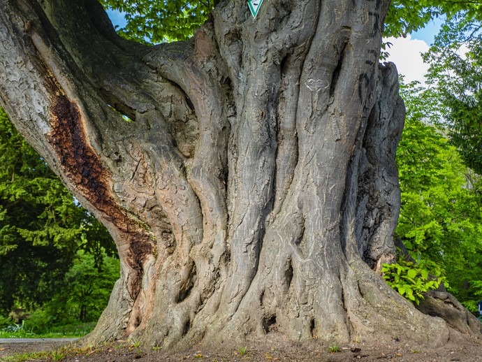 Hainbuche am Fontänenplatz im Kurpark Bad Oeyenhausen