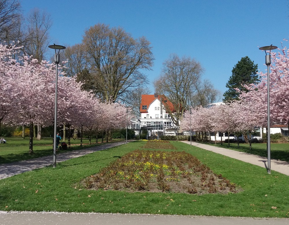 DIe Kirschallee im Stadtgarten Herne.