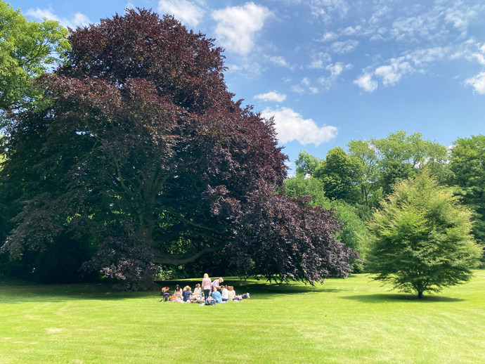 Blutbuche im Garten von Schloss Bodelschwingh in Dortmund