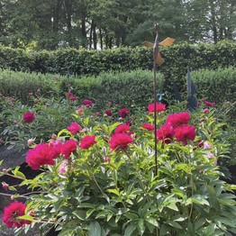 Meschede, Klostergarten der Abtei Königsmünster