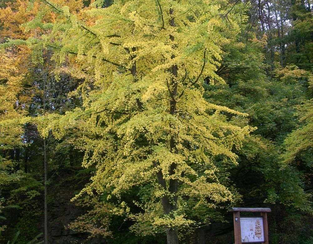 Bad Driburg, Buddenberg-Arboretum