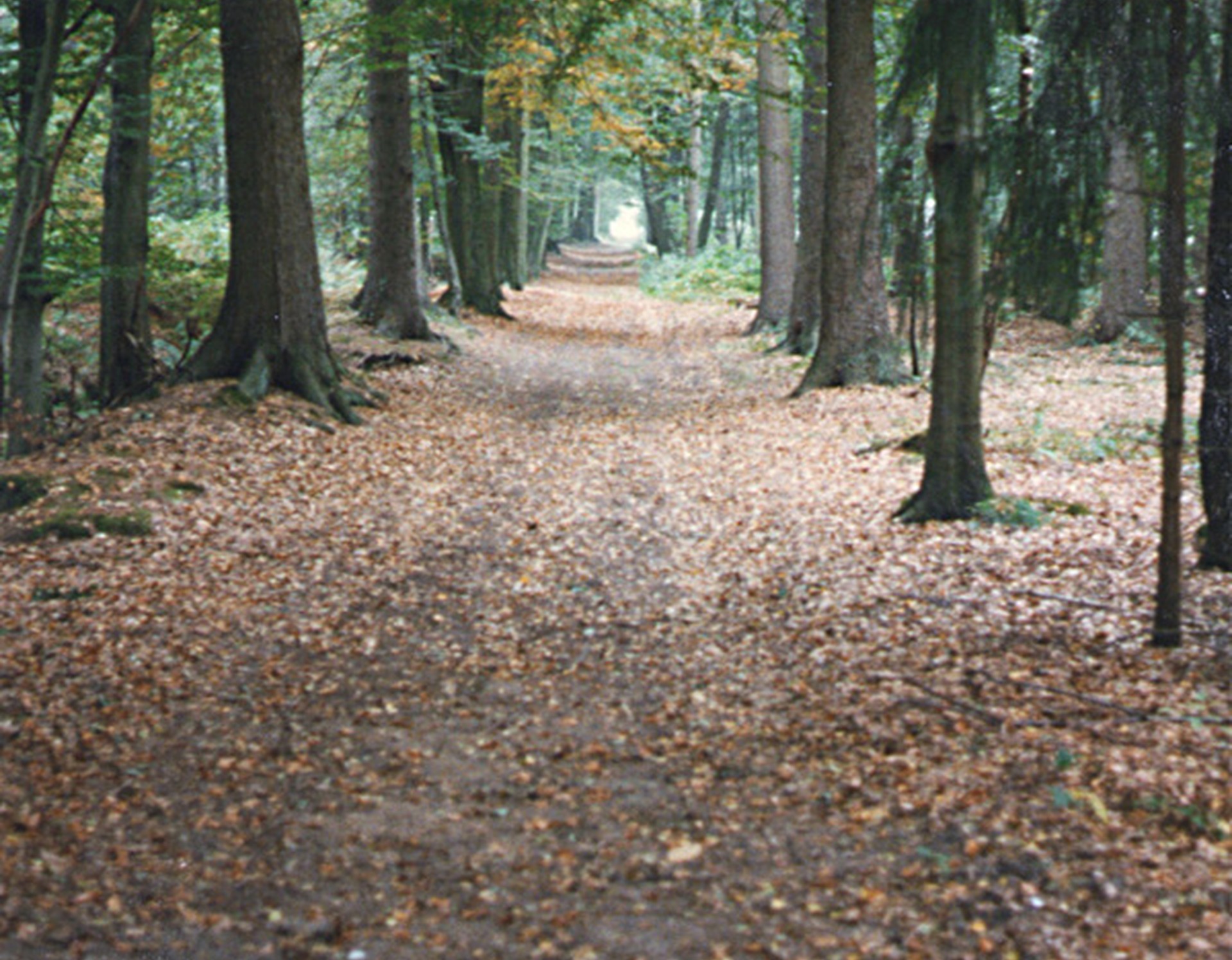 Sassenberg, historischer Tiergarten