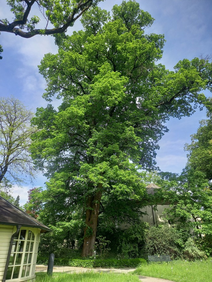 Naturdenkmal 3: Weitere Linde im Botanischen Garten Münster