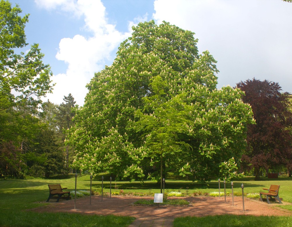 Duftorgel im Kurpark Bad Westernkotten (Tage der Gärten und Parks 2024)
