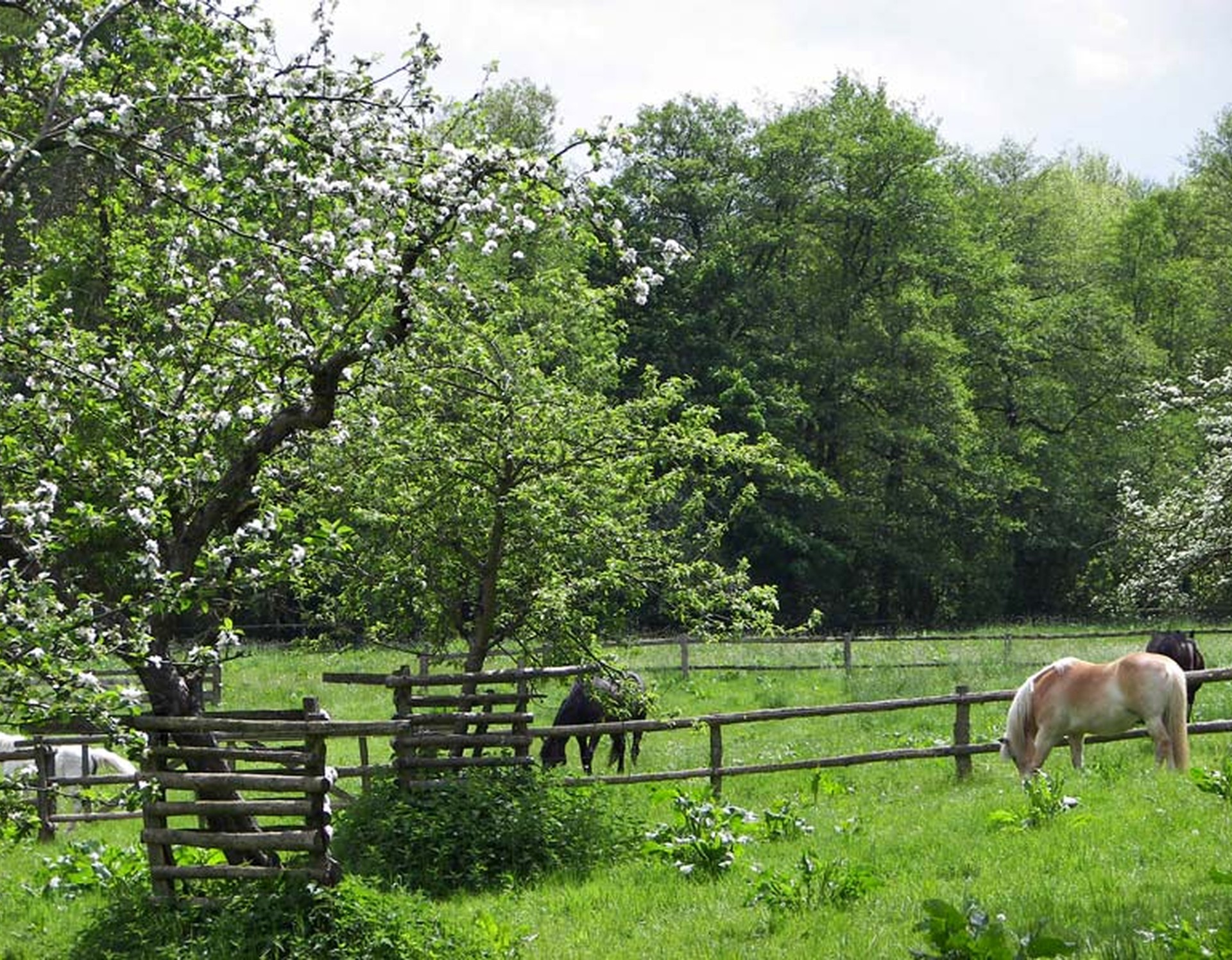 Pferdekoppel in Bad Wünnenberg. Zu sehen sind grasende Pferde sowie blühende Obstbäume.