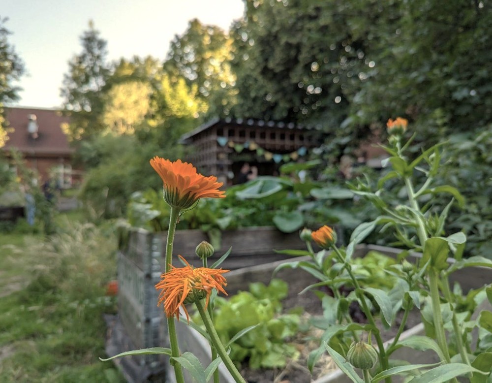 Münster, Campusgarten GrüneBeete