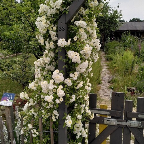 Dortmund: Naturnaher Kleingarten Nr. 33