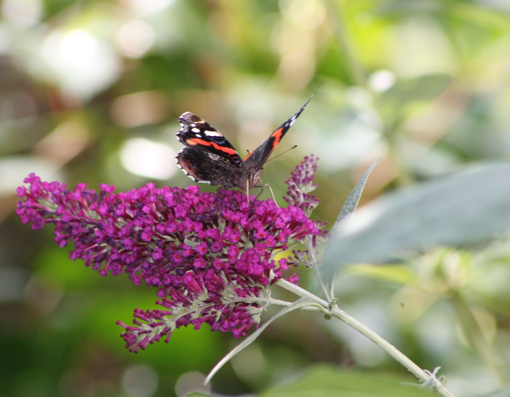 Essen, Garten Brodersen