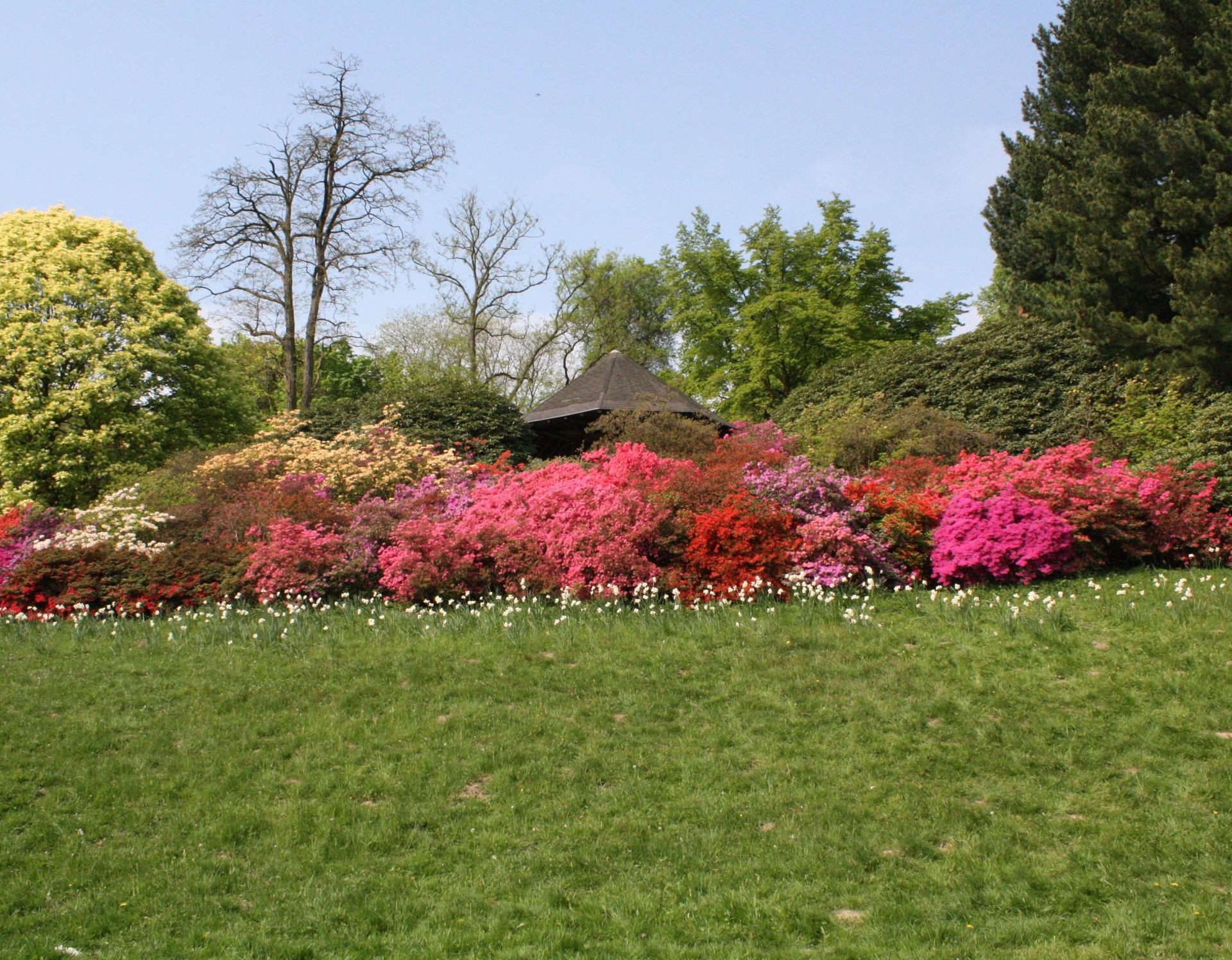 Botanischer Garten Rombergpark, Azaleenhügel