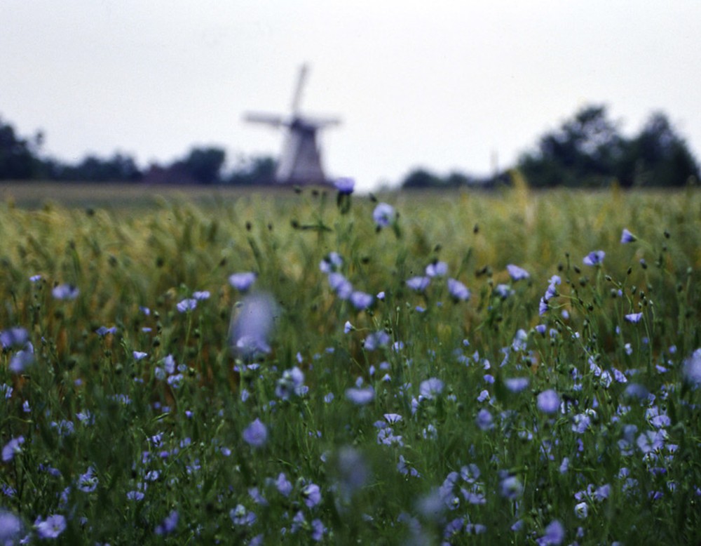 Eine Blumenwiese im LWL Freilichtmuseum Detmold. Im Hintergrund lässt sich verschwommen eine der Mühlen des Museums erkennen.