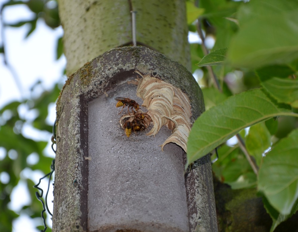 Garten Lang / Ritzenhöfer in Schwelm