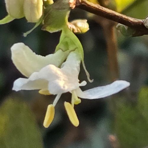Dortmund: Naturnahes Gärtnern im Kleingarten