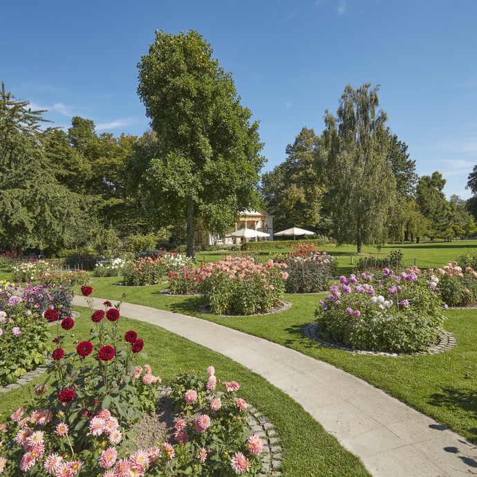 Dahlienschau im Nordpark Bielefeld (vergrößerte Bildansicht wird geöffnet)