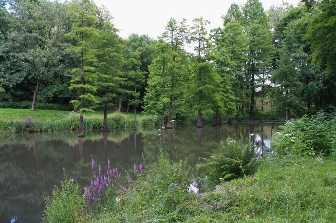 Supfzypressenteich_(C)_Botanischer_Garten_Rombergpark
