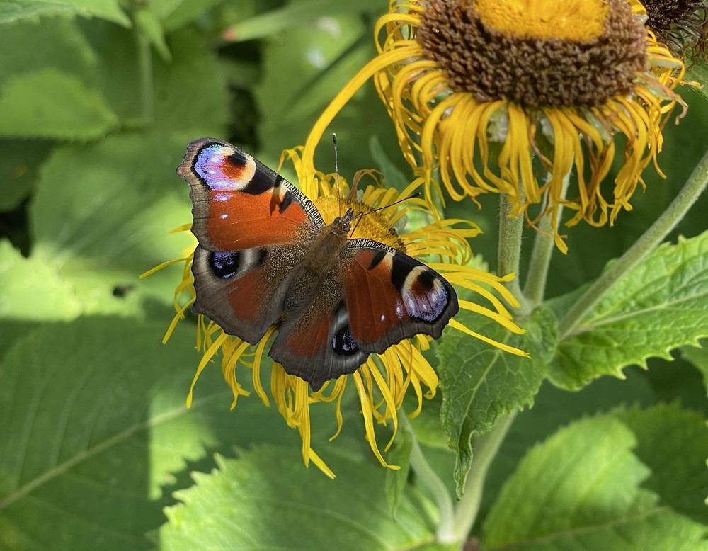 Warstein, Garten Familie Hagedorn