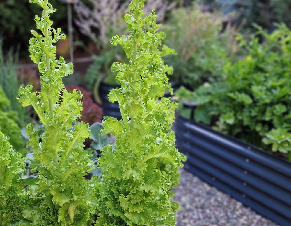 Duisburg: Gemüseanbau & Artenschutz