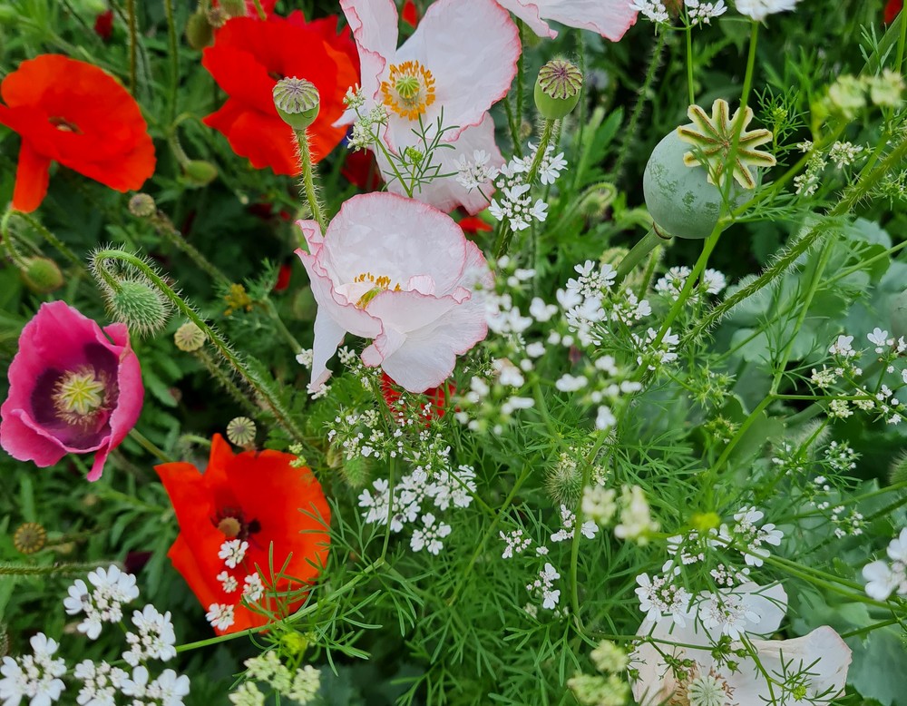 Duisburg: Kleinste Schwertlilienzucht der Welt
