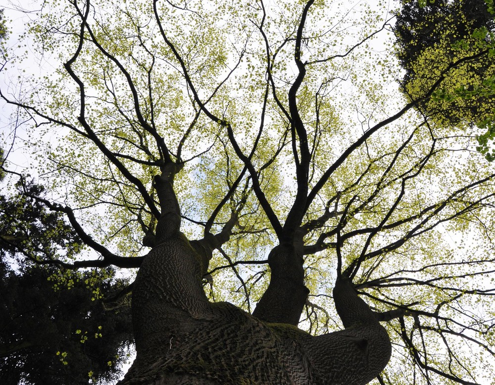Eine von unten fotografierte Baumkrone. An den Ästen befinden sich zahlreiche Blätter. Der Stamm ist an einigen Stellen mit Moos bewachsen.