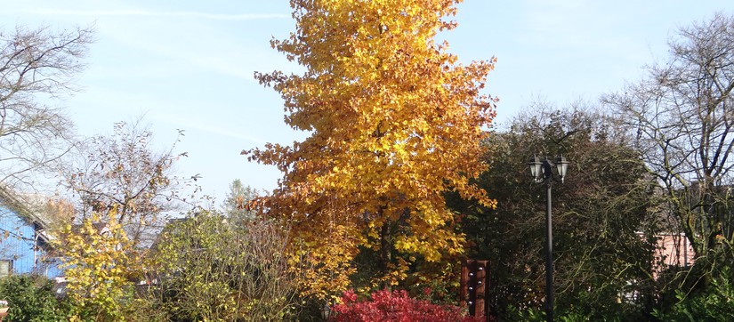 Hausgarten Bohr