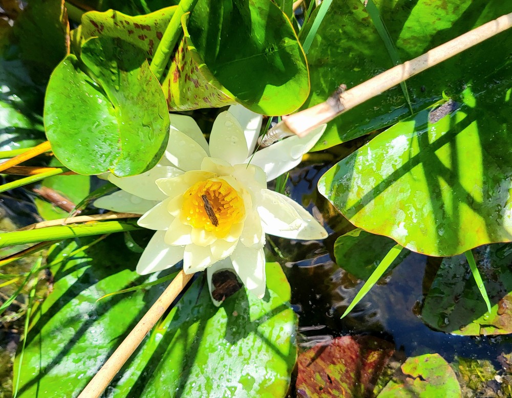 Schulgarten der Friedrich-Spee-Gesamtschule Paderborn