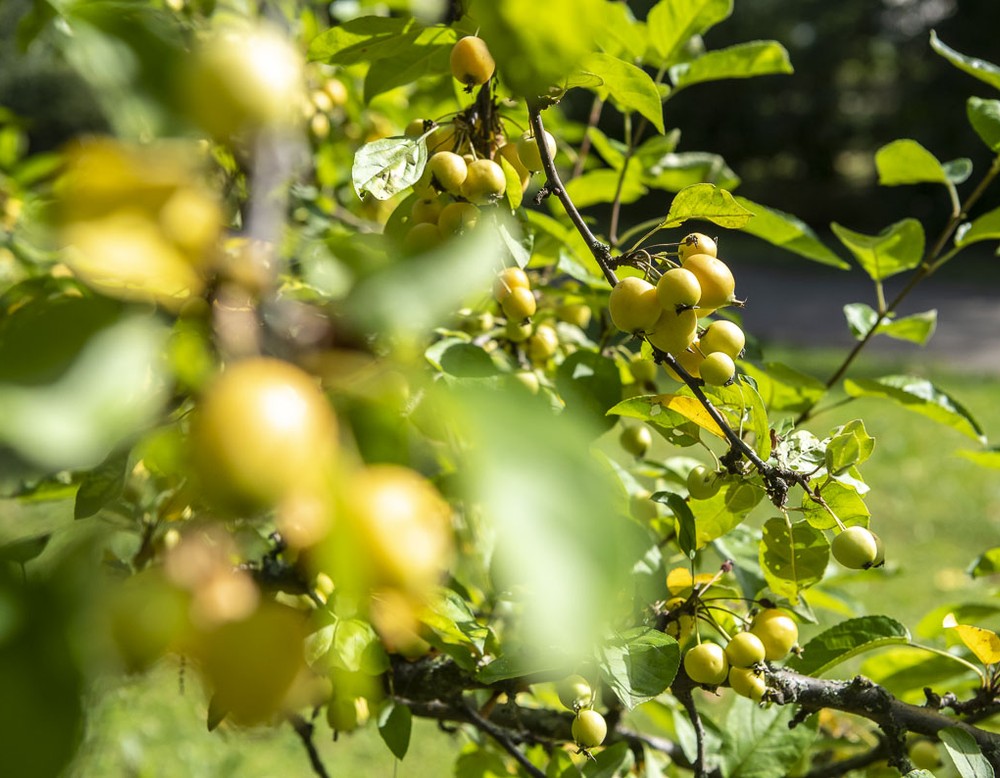 Obstbäume im Stadtgarten Herne