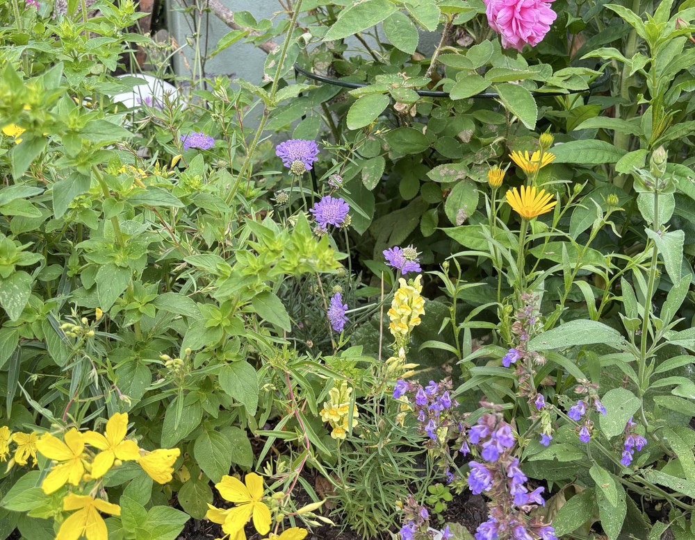 Dortmund, Vom Zechenhausgarten zum Naturgarten