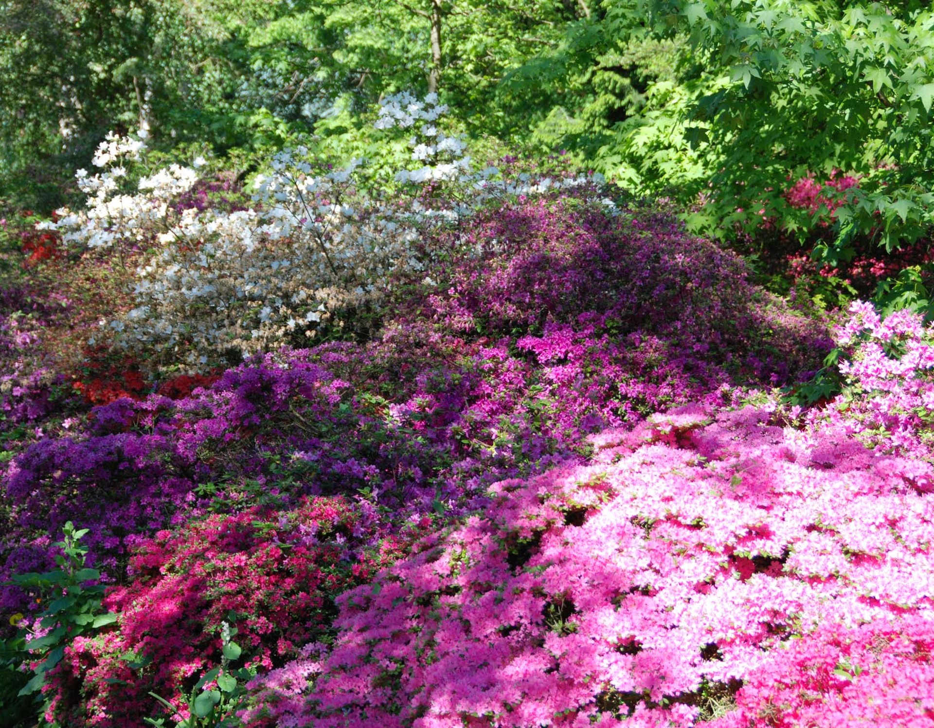 Verschiedene Pflanzen mit violetten und rosanen Blüten im Botanischen Garten.