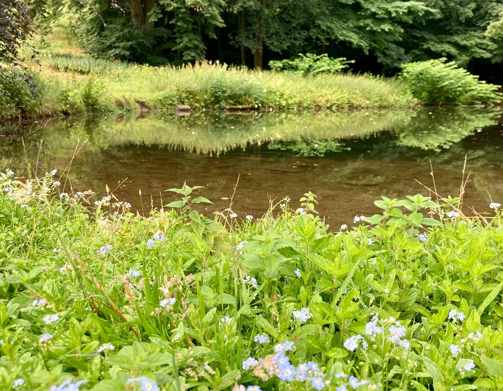 Landschaftpark Rheder in Brakel, Farn im VordergrundLandschaftpark Rheder in Brakel, See im Park