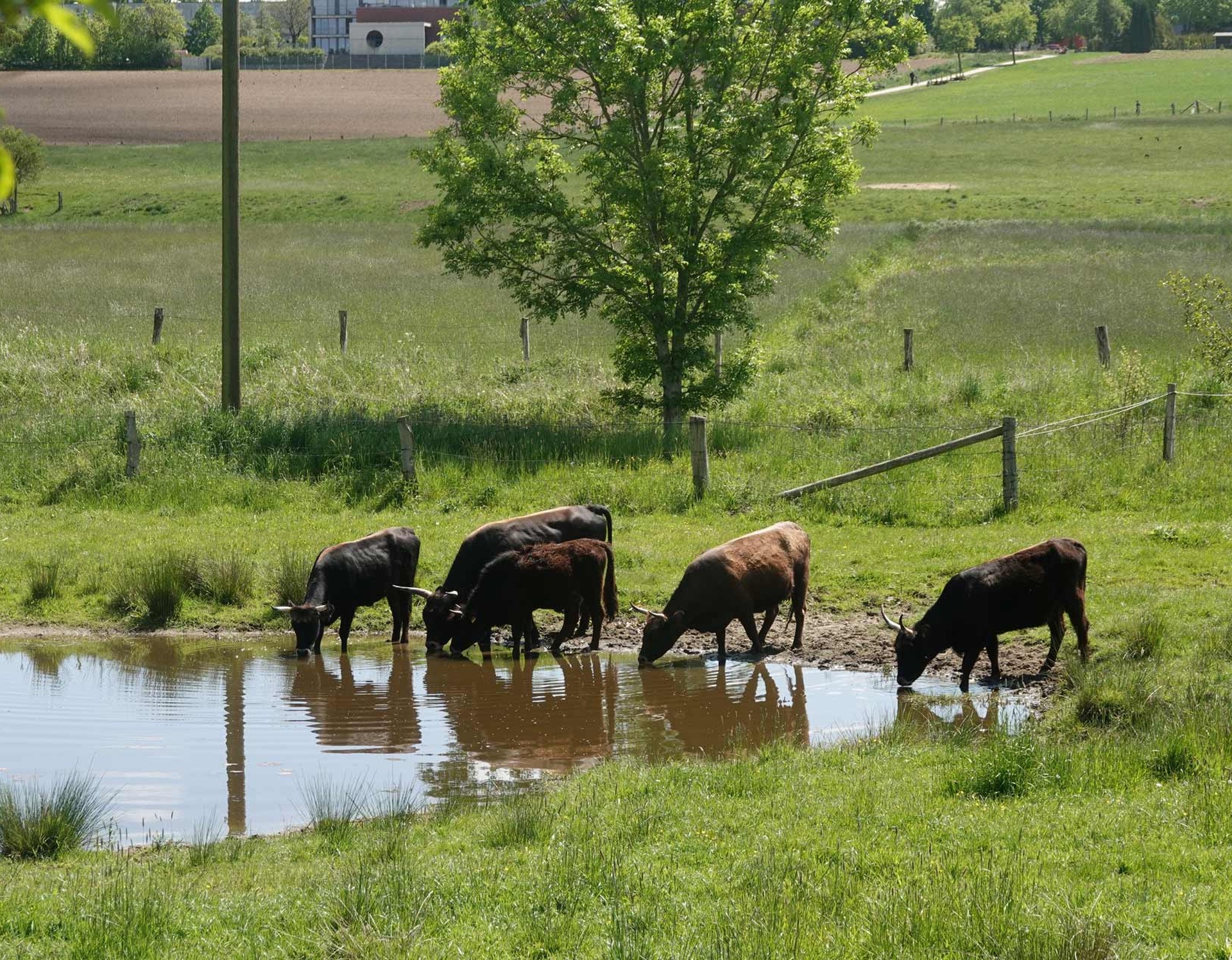 Rinder auf einer Wiese an der Erholungslandschaft Obersee in Bielefeld.