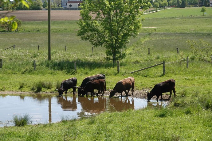 Rinder auf einer Wiese an der Erholungslandschaft Obersee in Bielefeld.