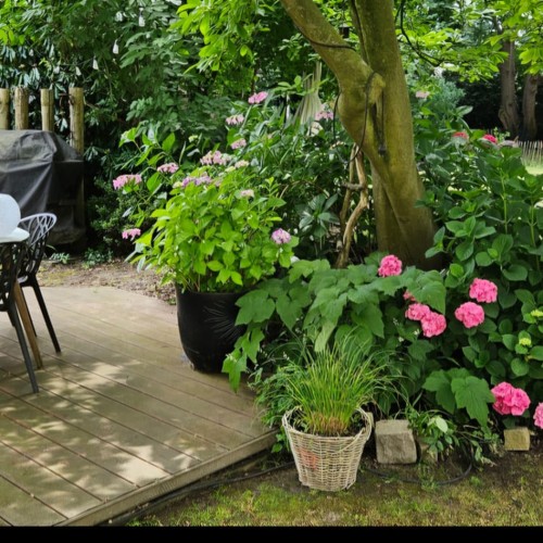 Mein wilder Stadtgarten