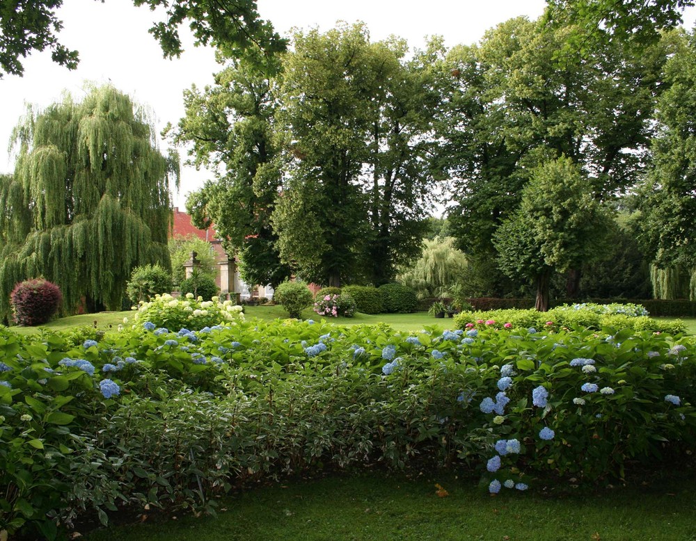 Strauch-Hortensien im Park im Burgpark der Burg Hülshoff bei Havixbeck.