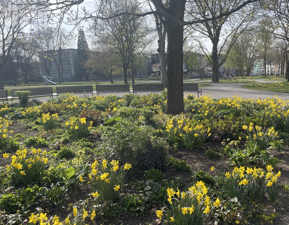 Narzissen im Dellgarten im Kantpark in Duisburg.