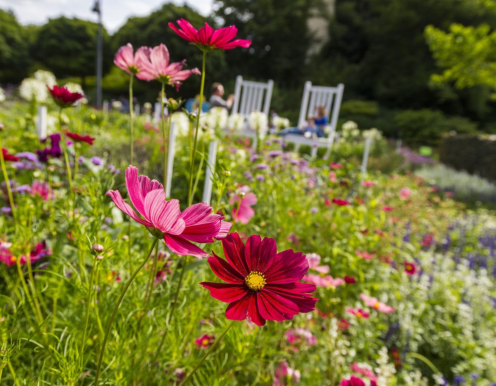 Sommerblume im Maximilian Park Hamm.