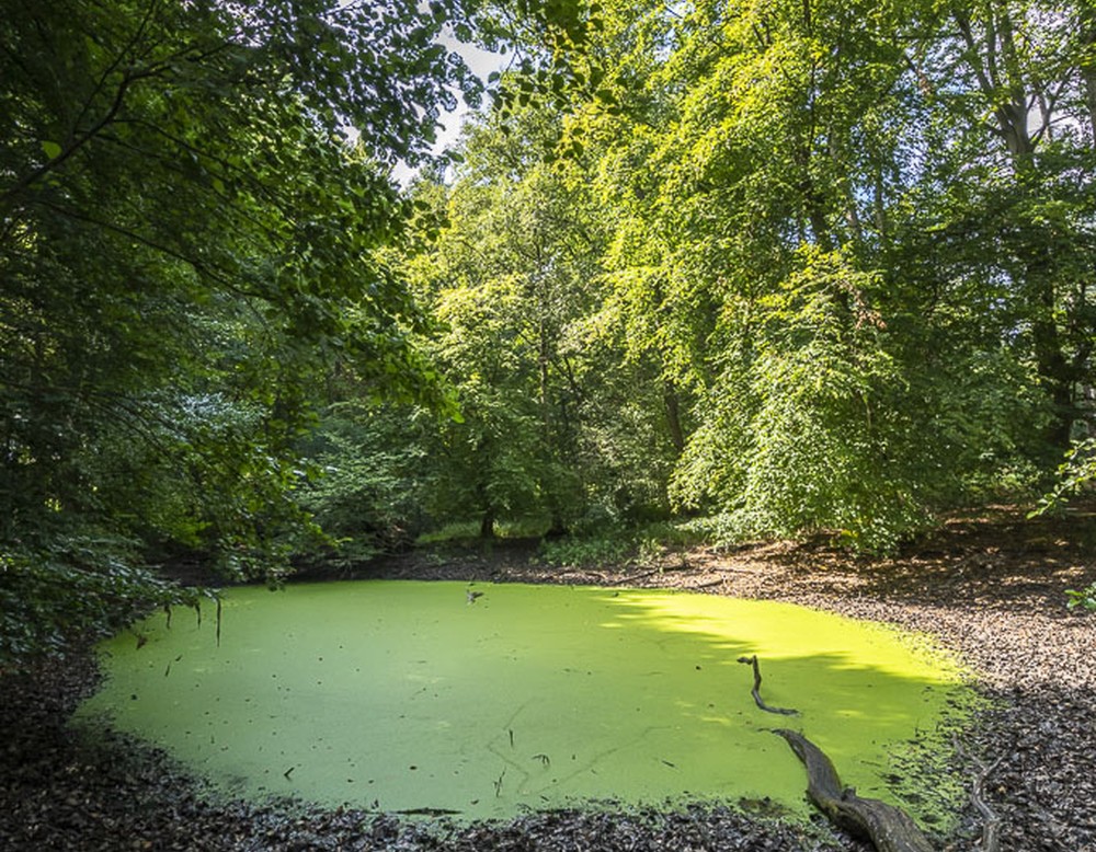 Historischer Tiergarten in Sassenberg, Tümpel