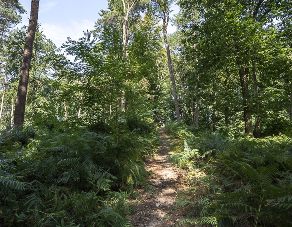 Sassenberg, historischer Tiergarten