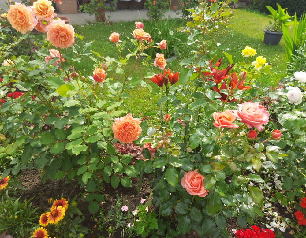 Horstmar, Rosengarten