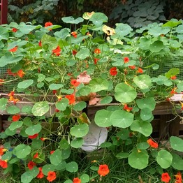 Münster, Campusgarten GrüneBeete