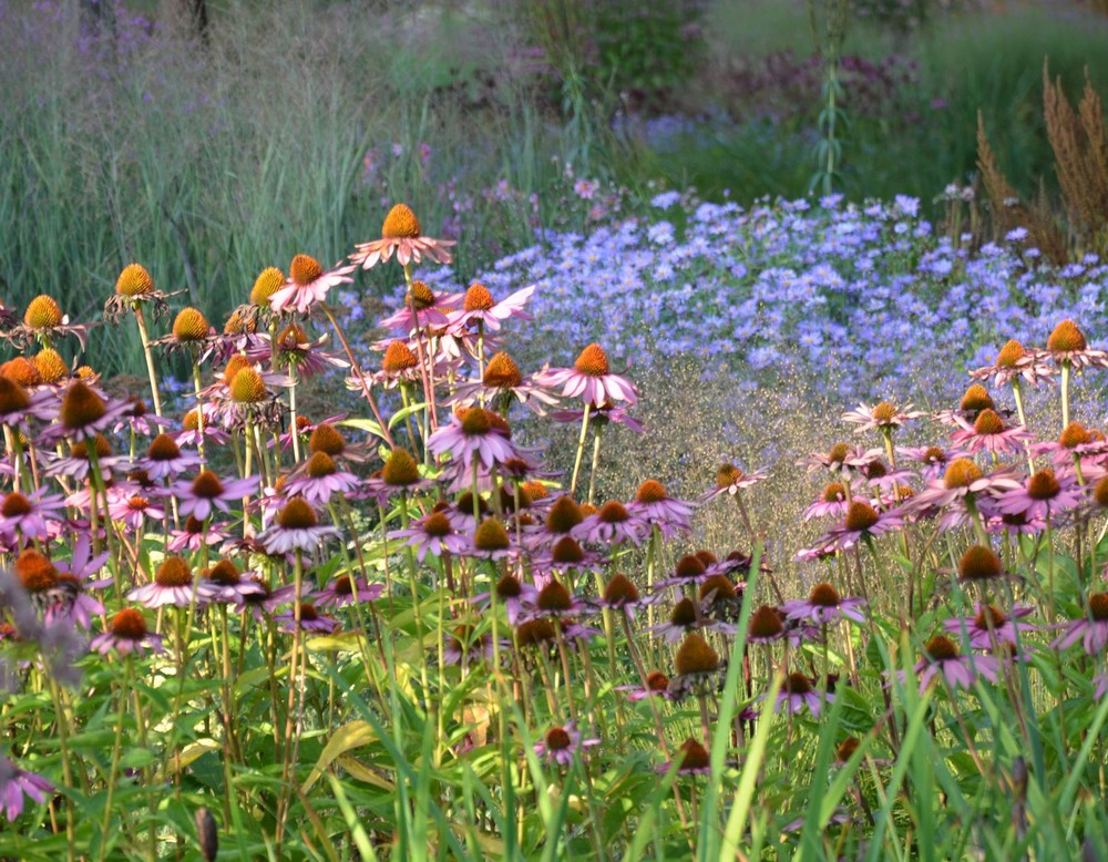 Der Maximilianpark lockt mit einer vielfältigen Blumenpracht.