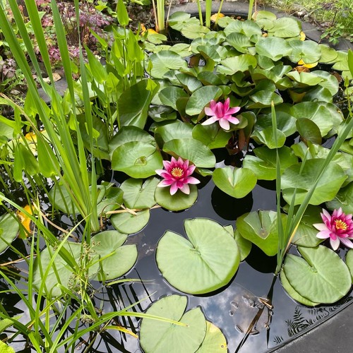 Garten Freizeitspaß und Artenreich