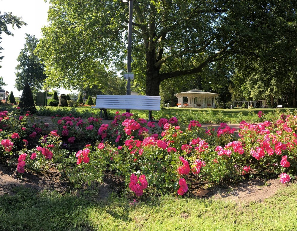 Rosa Rosen am einem der Wege, die durch den Kurpark führen. Auf der anderen Seite des Weges steht eine Bank.