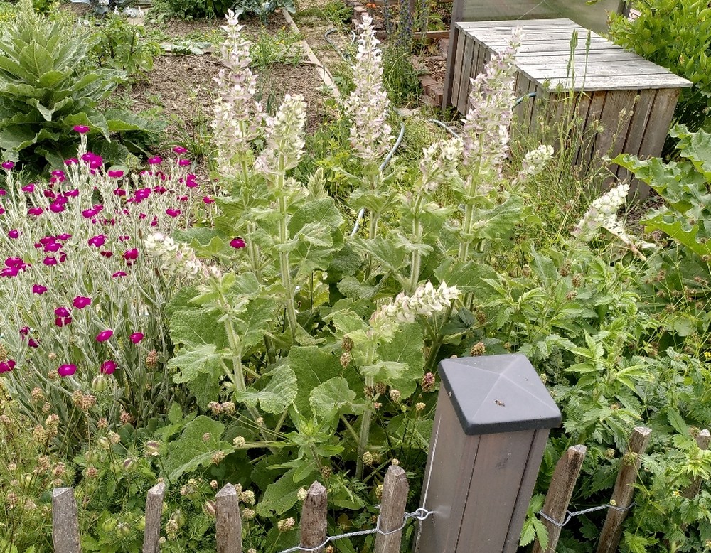 Dortmund, Garten 33 Gartenverein Friedlicher Nachbar