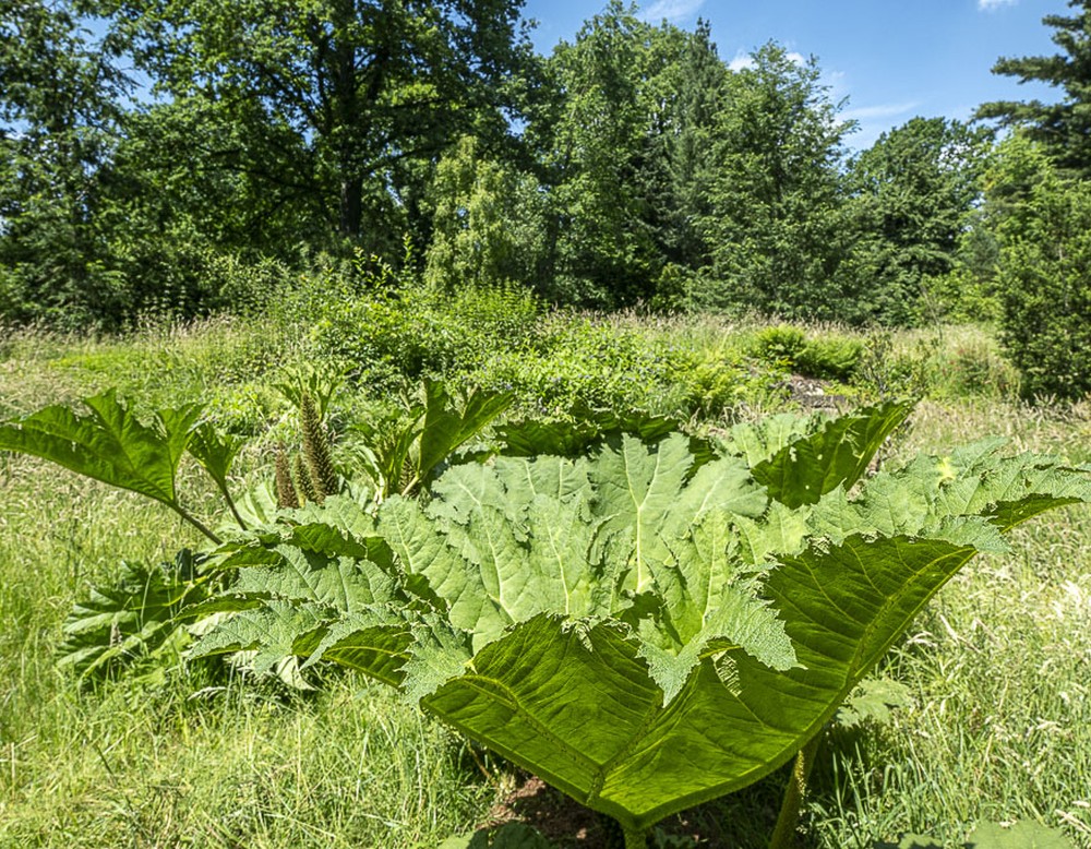 Im Botanischen Garten Bochum lassen sich viele verschiedenste Pflanzen und Blumen entdecken.